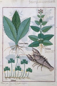 Illustration from the Book of Simple Medicines by Mattheaus Platearius by Robinet Testard